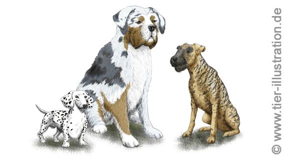 Illustration für die Infobroschüre von Tierarzt oder Tierklinik