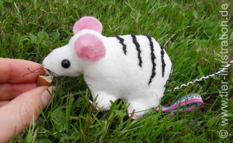Zebramaus - weiße Maus mit Streifen